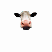 Cows can produce 125 pounds of saliva in one day.